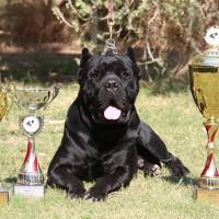 Cane Corso Italiano, Köpek  paşa fotoğrafı