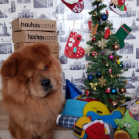 Chow Chow (çin Aslanı), Köpek  Frank fotoğrafı