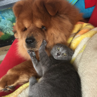 Chow Chow (çin Aslanı), Köpek  Frank fotoğrafı
