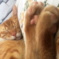 Tekir Kedi, Kedi  Pati fotoğrafı