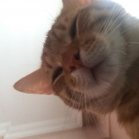 Tekir Kedi, Kedi  Pati fotoğrafı