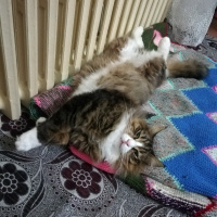 Norwegian Forest, Kedi  Puffy fotoğrafı
