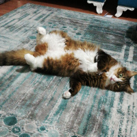 Norwegian Forest, Kedi  Puffy fotoğrafı