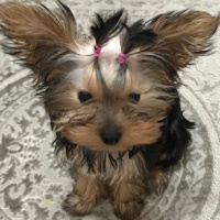 Yorkshire Terrier, Köpek  Maya fotoğrafı