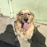 Golden Retriever, Köpek  Paşha fotoğrafı