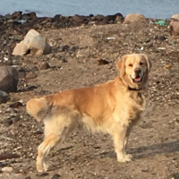 Golden Retriever, Köpek  Paşha fotoğrafı