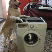 Golden Retriever, Köpek  Paşha fotoğrafı
