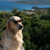 Golden Retriever, Köpek  Paşha fotoğrafı
