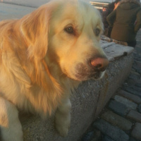 Golden Retriever, Köpek  Paşha fotoğrafı