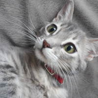 Tekir Kedi, Kedi  Mırmır fotoğrafı