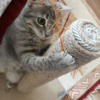 Tekir Kedi, Kedi  Mırmır fotoğrafı