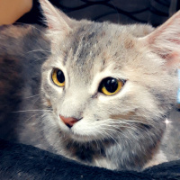 Tekir Kedi, Kedi  Mırmır fotoğrafı