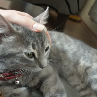 Tekir Kedi, Kedi  Mırmır fotoğrafı