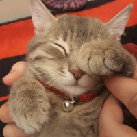 Tekir Kedi, Kedi  Mırmır fotoğrafı