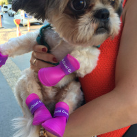 Shih Tzu, Köpek  TARÇIN fotoğrafı