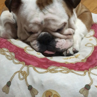İngiliz Bulldog, Köpek  Odin fotoğrafı