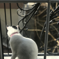Tuxedo (Smokin) Kedi, Kedi  Şurup fotoğrafı