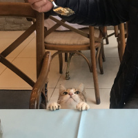 Tuxedo (Smokin) Kedi, Kedi  Şurup fotoğrafı