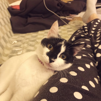 Tuxedo (Smokin) Kedi, Kedi  Şurup fotoğrafı
