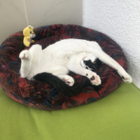 Tuxedo (Smokin) Kedi, Kedi  Şurup fotoğrafı