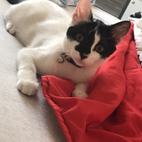 Tuxedo (Smokin) Kedi, Kedi  Şurup fotoğrafı