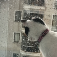 Tuxedo (Smokin) Kedi, Kedi  Şurup fotoğrafı