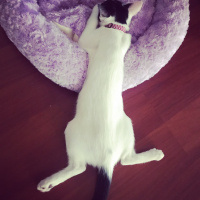 Tuxedo (Smokin) Kedi, Kedi  Şurup fotoğrafı