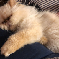 İran Kedisi (Persian), Kedi  Mocha fotoğrafı