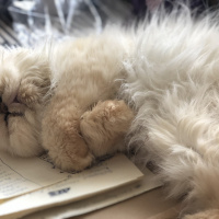 İran Kedisi (Persian), Kedi  Mocha fotoğrafı