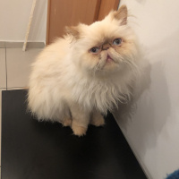 İran Kedisi (Persian), Kedi  Mocha fotoğrafı