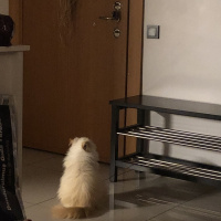 İran Kedisi (Persian), Kedi  Mocha fotoğrafı