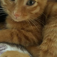Sarman, Kedi  Çapul fotoğrafı