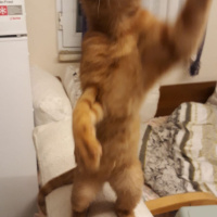 Sarman, Kedi  Çapul fotoğrafı