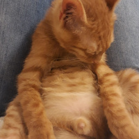 Sarman, Kedi  Çapul fotoğrafı