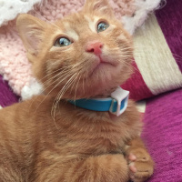 Sarman, Kedi  Çapul fotoğrafı