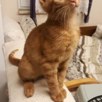 Sarman, Kedi  Çapul fotoğrafı