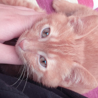 Sarman, Kedi  Çapul fotoğrafı