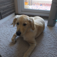 Golden Retriever, Köpek  Meks fotoğrafı