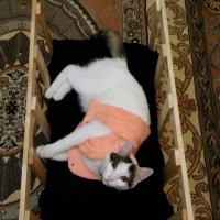 Tekir Kedi, Kedi  Şirin fotoğrafı