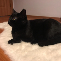 Bombay, Kedi  Paşa fotoğrafı