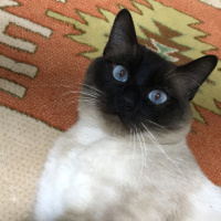 Siyam Kedisi, Kedi  Badem fotoğrafı