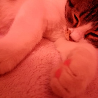 Tekir Kedi, Kedi  Pars fotoğrafı