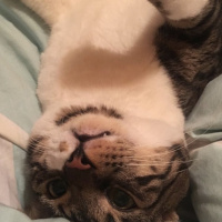 Tekir Kedi, Kedi  Dylan fotoğrafı