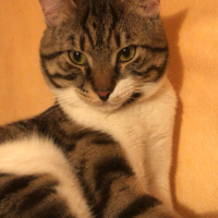 Tekir Kedi, Kedi  Dylan fotoğrafı