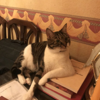 Tekir Kedi, Kedi  Dylan fotoğrafı