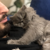 İran Kedisi (Persian), Kedi  Aşk fotoğrafı