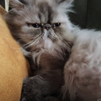 İran Kedisi (Persian), Kedi  Tamtam fotoğrafı