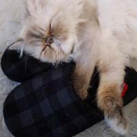 İran Kedisi (Persian), Kedi  Tamtam fotoğrafı