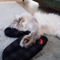 İran Kedisi (Persian), Kedi  Tamtam fotoğrafı