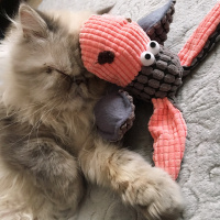 İran Kedisi (Persian), Kedi  Tamtam fotoğrafı
